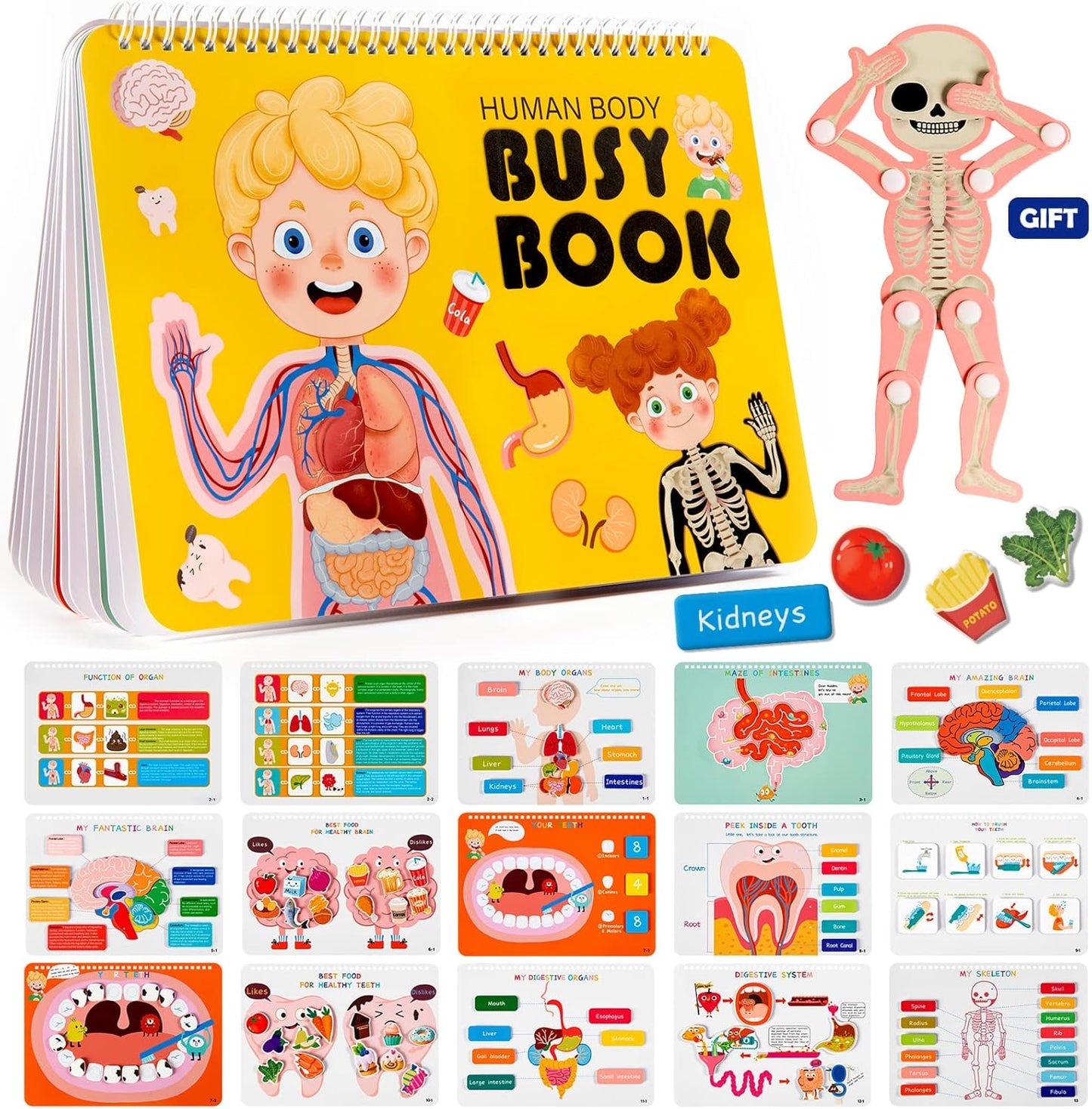 Human Body Book